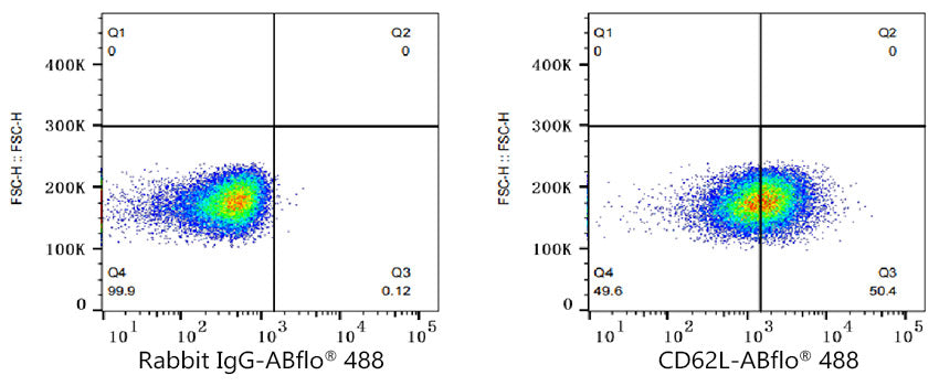 ABflo® 488 Rabbit anti-Human CD62L/L-Selectin mAb