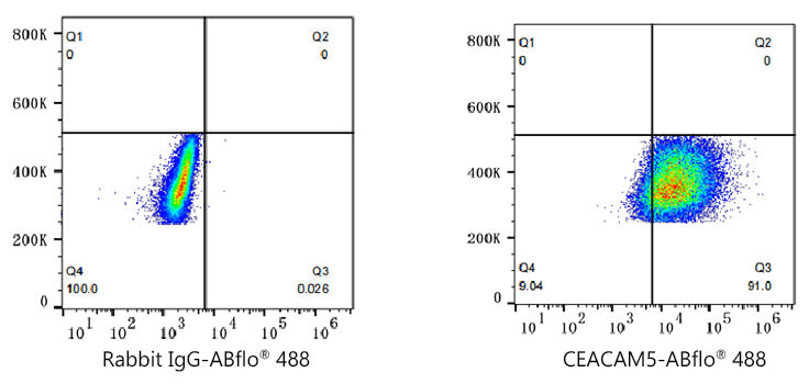 ABflo® 488 Rabbit anti-Human CEACAM5/CD66e mAb