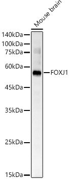 FOXJ1 Rabbit pAb