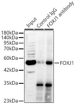 FOXJ1 Rabbit pAb