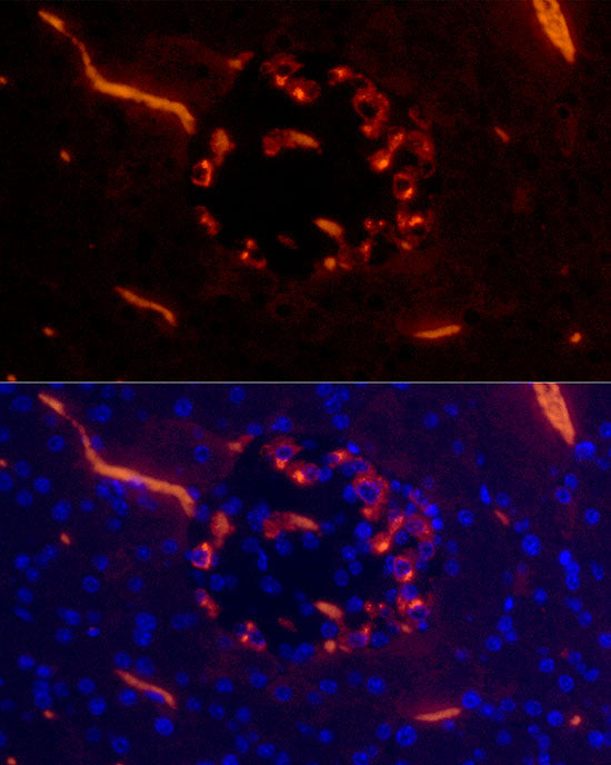 Glucagon Rabbit mAb