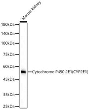 Cytochrome P450 2E1 (CYP2E1) Rabbit mAb