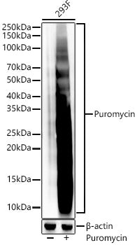 Puromycin Rabbit mAb