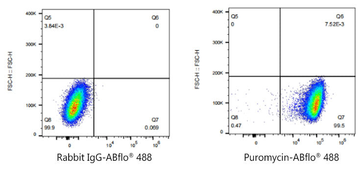 Puromycin Rabbit mAb