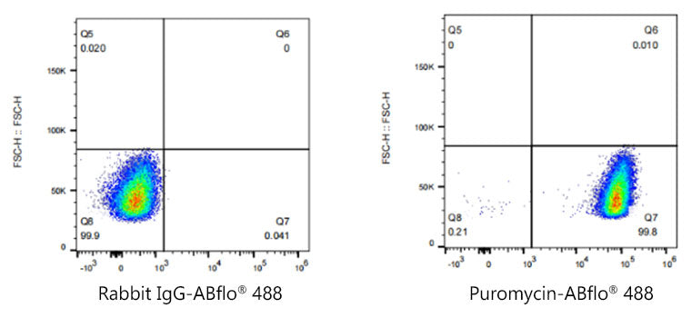 Puromycin Rabbit mAb