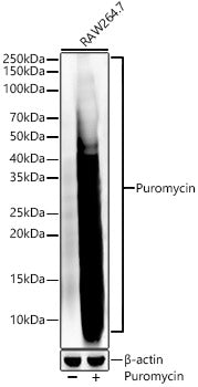 Puromycin Rabbit mAb