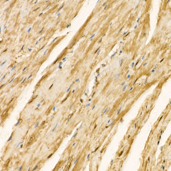 Puromycin Rabbit mAb