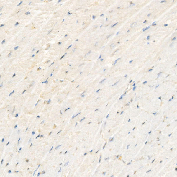 Puromycin Rabbit mAb