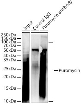 Puromycin Rabbit mAb