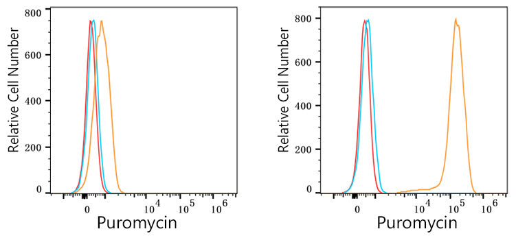 Puromycin Rabbit mAb