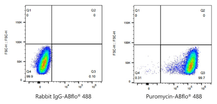 Puromycin Rabbit mAb