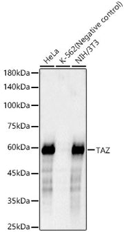 TAZ Rabbit mAb
