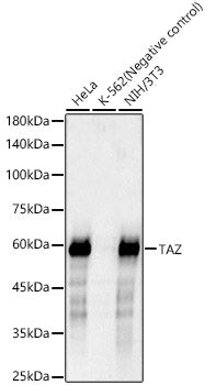 TAZ Rabbit mAb
