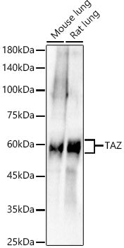 TAZ Rabbit mAb