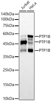 PTP1B Rabbit mAb