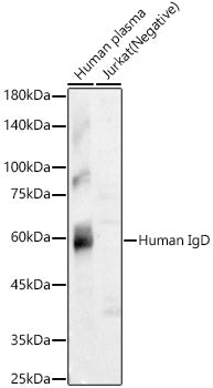 Human IgD Rabbit mAb