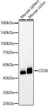 CD38 Rabbit mAb