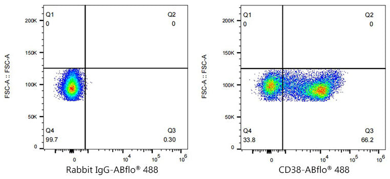 CD38 Rabbit mAb