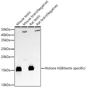 Histone H2B (testis specific) Rabbit pAb