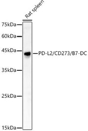 PD-L2/CD273/B7-DC Rabbit pAb
