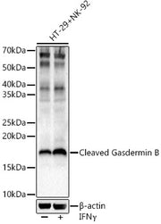 Cleaved Gasdermin B Rabbit pAb