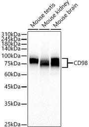 CD98 Rabbit pAb