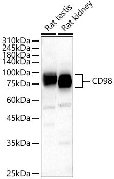 CD98 Rabbit pAb