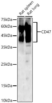 CD47 Rabbit pAb