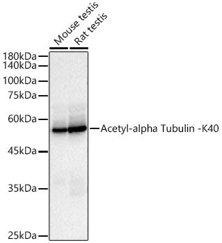 Acetyl-alpha Tubulin -K40 Rabbit pAb
