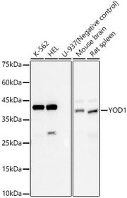 YOD1 Rabbit mAb