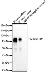 Mouse IgM Rabbit mAb