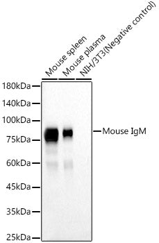 Mouse IgM Rabbit mAb