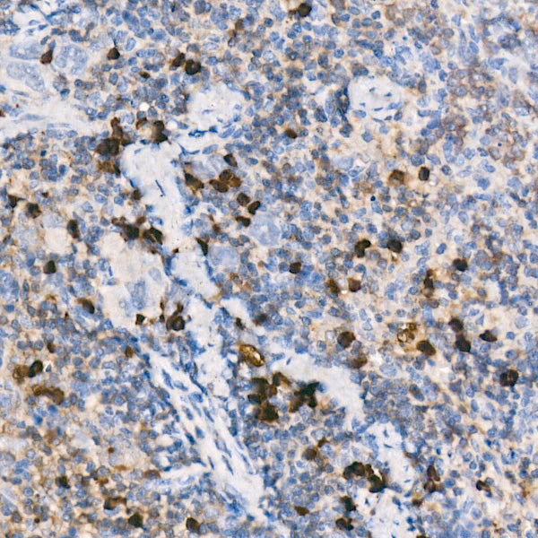 Mouse IgM Rabbit mAb