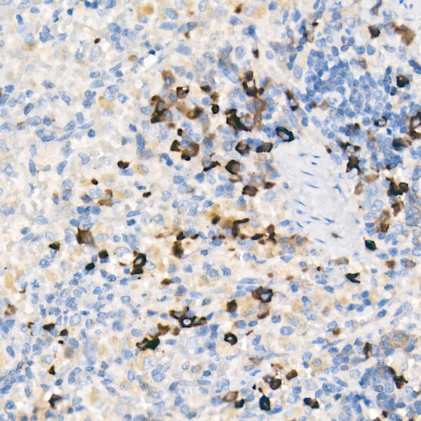 Mouse IgM Rabbit mAb