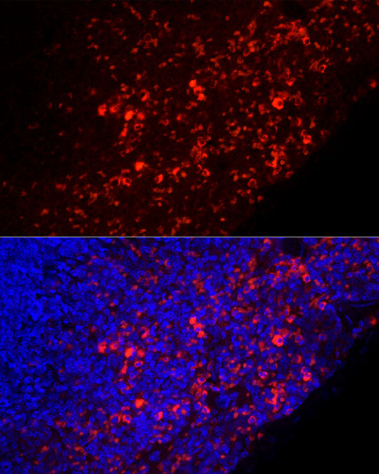 Mouse IgM Rabbit mAb