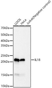 IL18 Rabbit mAb