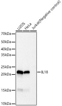IL18 Rabbit mAb