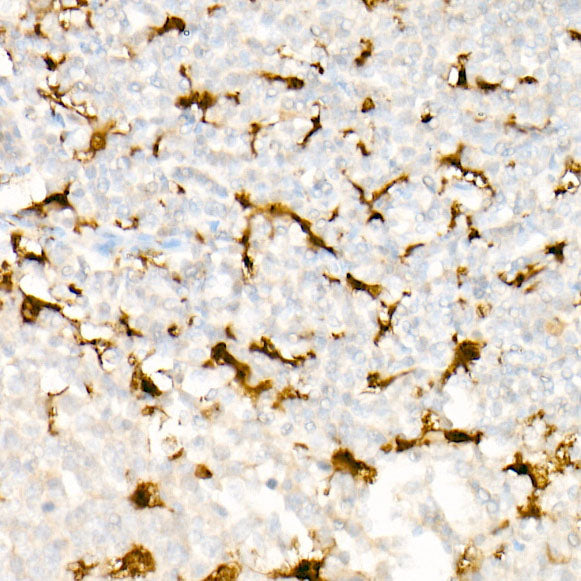 IL18 Rabbit mAb