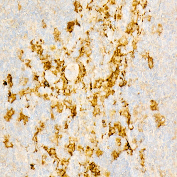 IL18 Rabbit mAb