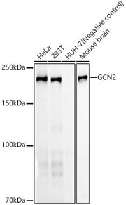 GCN2 Rabbit mAb