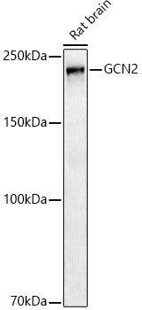 GCN2 Rabbit mAb