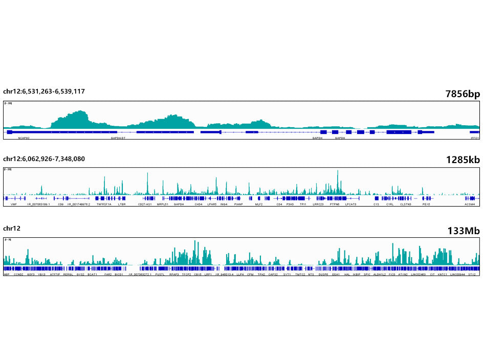 Acetyl-Histone H4-K5 Rabbit mAb