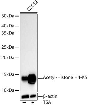 Acetyl-Histone H4-K5 Rabbit mAb