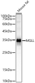 MGLL Rabbit mAb