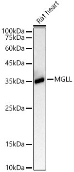 MGLL Rabbit mAb