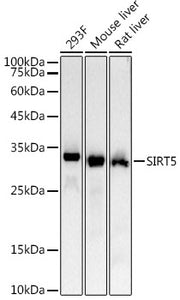 SIRT5 Rabbit mAb