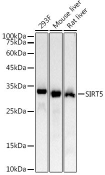 SIRT5 Rabbit mAb