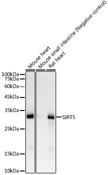 SIRT5 Rabbit mAb