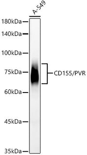 CD155/PVR Rabbit mAb