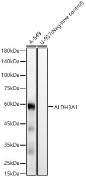 ALDH3A1 Rabbit mAb